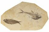 Two Fossil Fish (Knightia & Diplomystus) - Wyoming #198398-1